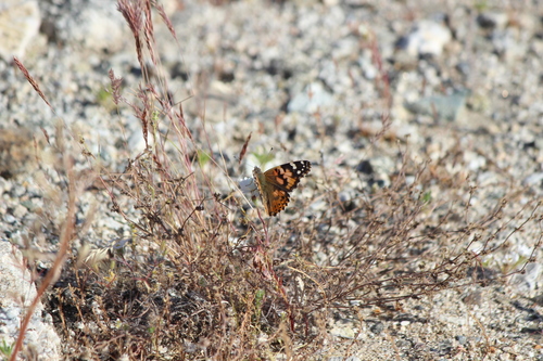 iNaturalist observation photo of Painted Lady