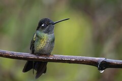 Violet-Headed Hummingbird photo 5