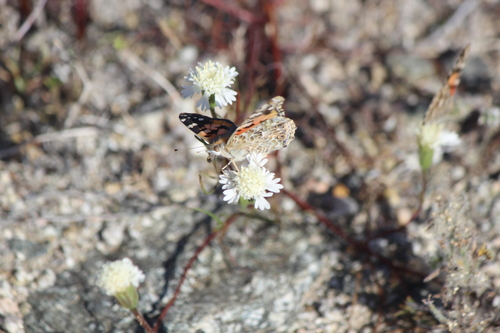 iNaturalist observation photo of Painted Lady