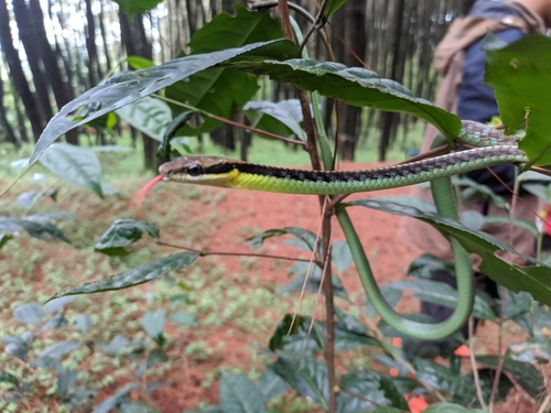 Photo of a Underwood's Bronzeback Snake (Dendrelaphis underwoodi)
