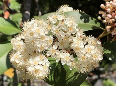Photinia × fraseri