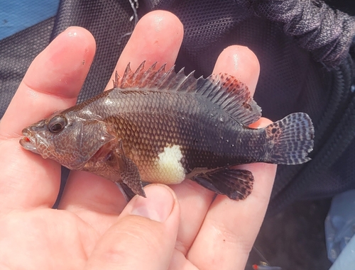 Belted Sandfish (Serranus subligarius) — Serranidae — 2