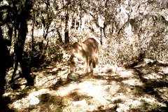 Puma concolor couguar