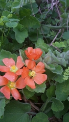 Sphaeralcea lindheimeri