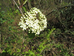 Viburnaceae