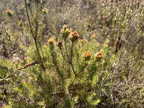 Image of Leucadendron laxum by (c) Charleen Brunke, some rights reserved (CC BY)