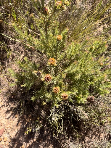 Image of Leucadendron laxum by (c) Charleen Brunke, some rights reserved (CC BY)