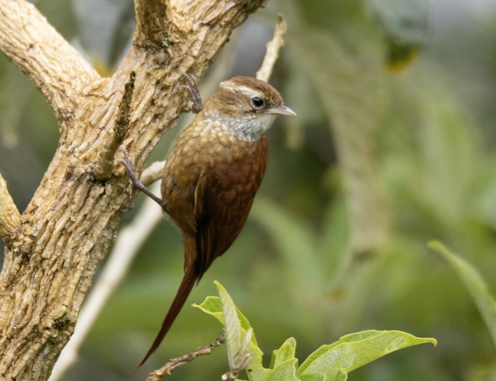 Ruddy Treerunner photo