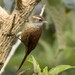 Margarornis rubiginosus - Photo 由 Kobus Lubbe 所上傳的 (c) Kobus Lubbe，保留部份權利CC BY-NC