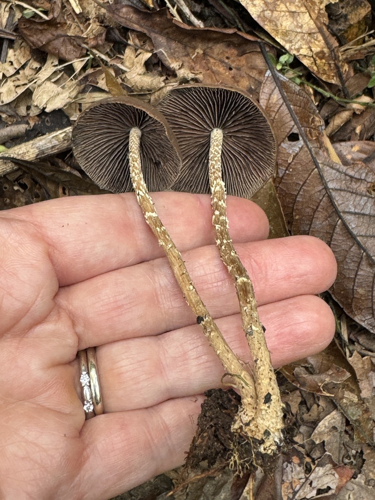 Psilocybe zapotecorum · December 2023 · photo: © bealeiderman (iNaturalist, cc-by)