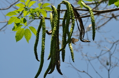 Handroanthus guayacan
