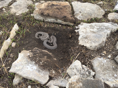 Sistrurus tergeminus