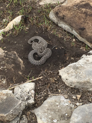 Sistrurus tergeminus