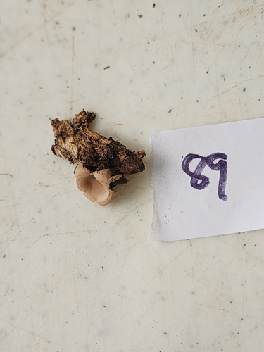 Geastrum