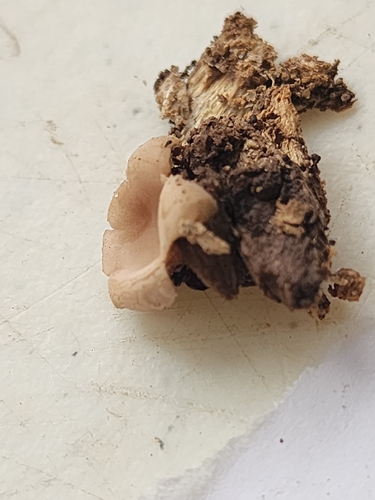 Geastrum (Photo 2 of 2)