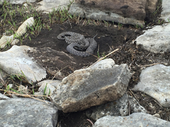 Sistrurus tergeminus