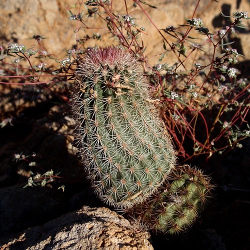 Echinocereus scopulorum