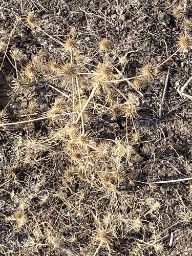 iNaturalist observation photo of Dicots