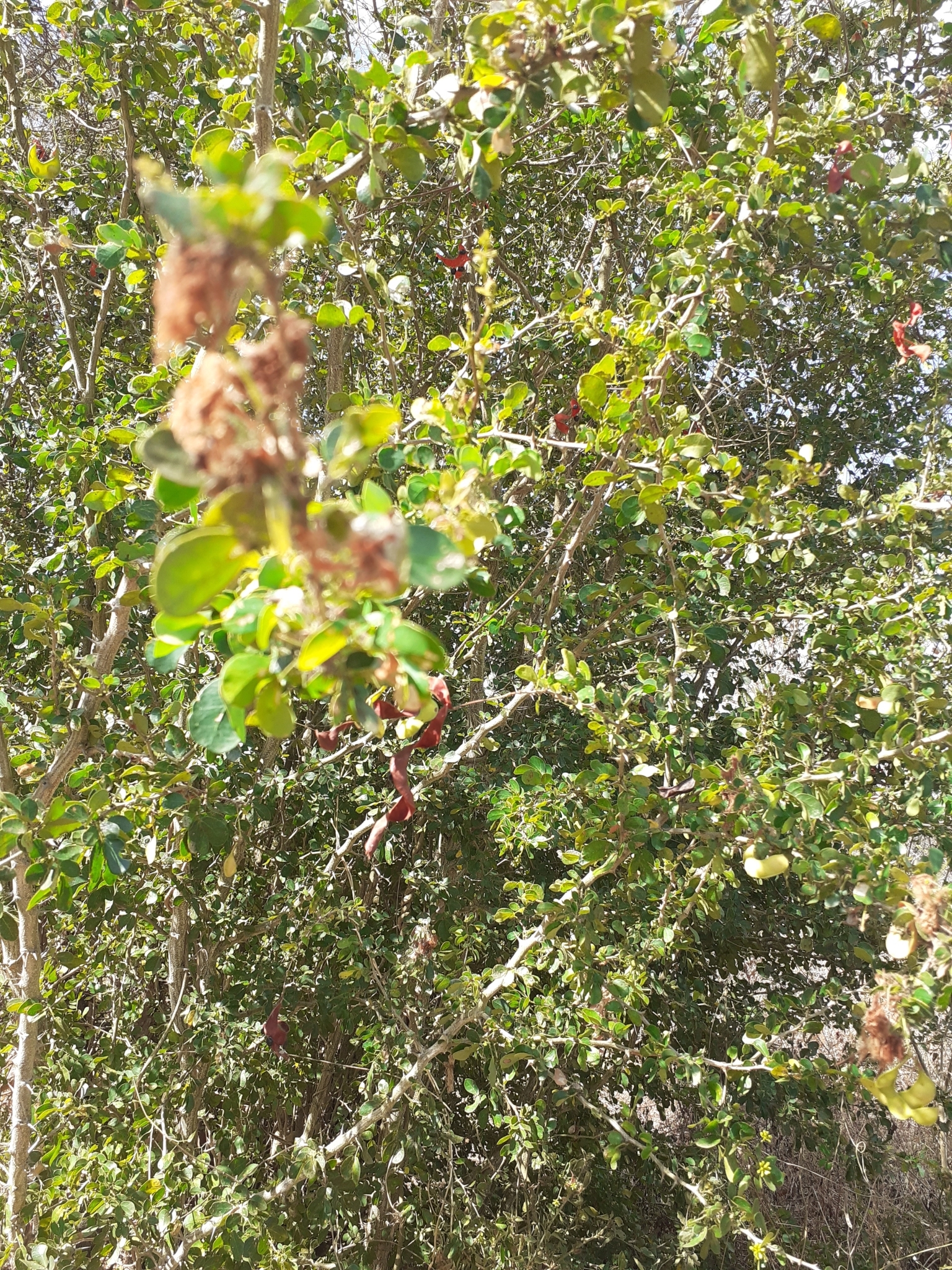 Pithecellobium diversifolium