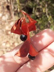 Pithecellobium diversifolium, photograph (c) Carlos Eduardo Santos Feitosa, some rights reserved (CC BY)