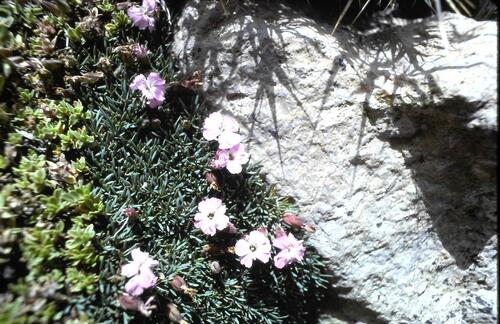 Dianthus uniflorus
