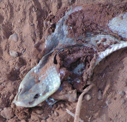 Katian Spitting Cobra