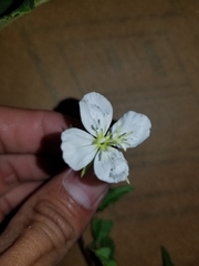 Oenothera tetraptera