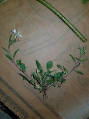 Oenothera tetraptera