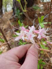 Rhododendron atlanticum
