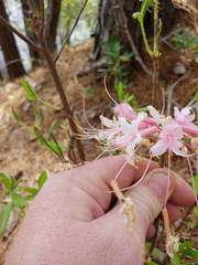 Rhododendron atlanticum