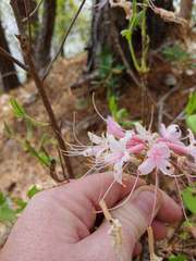 Rhododendron atlanticum