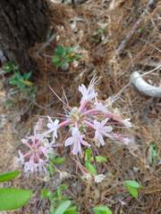 Rhododendron atlanticum