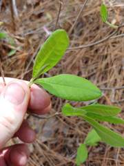 Rhododendron atlanticum