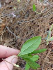 Rhododendron atlanticum