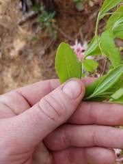 Rhododendron atlanticum