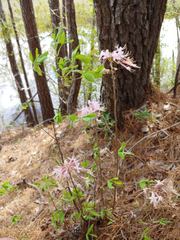 Rhododendron atlanticum