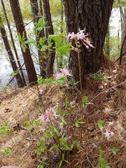 Rhododendron atlanticum