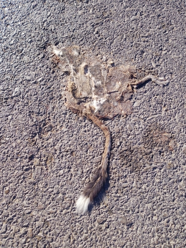 Greater Egyptian Jerboa