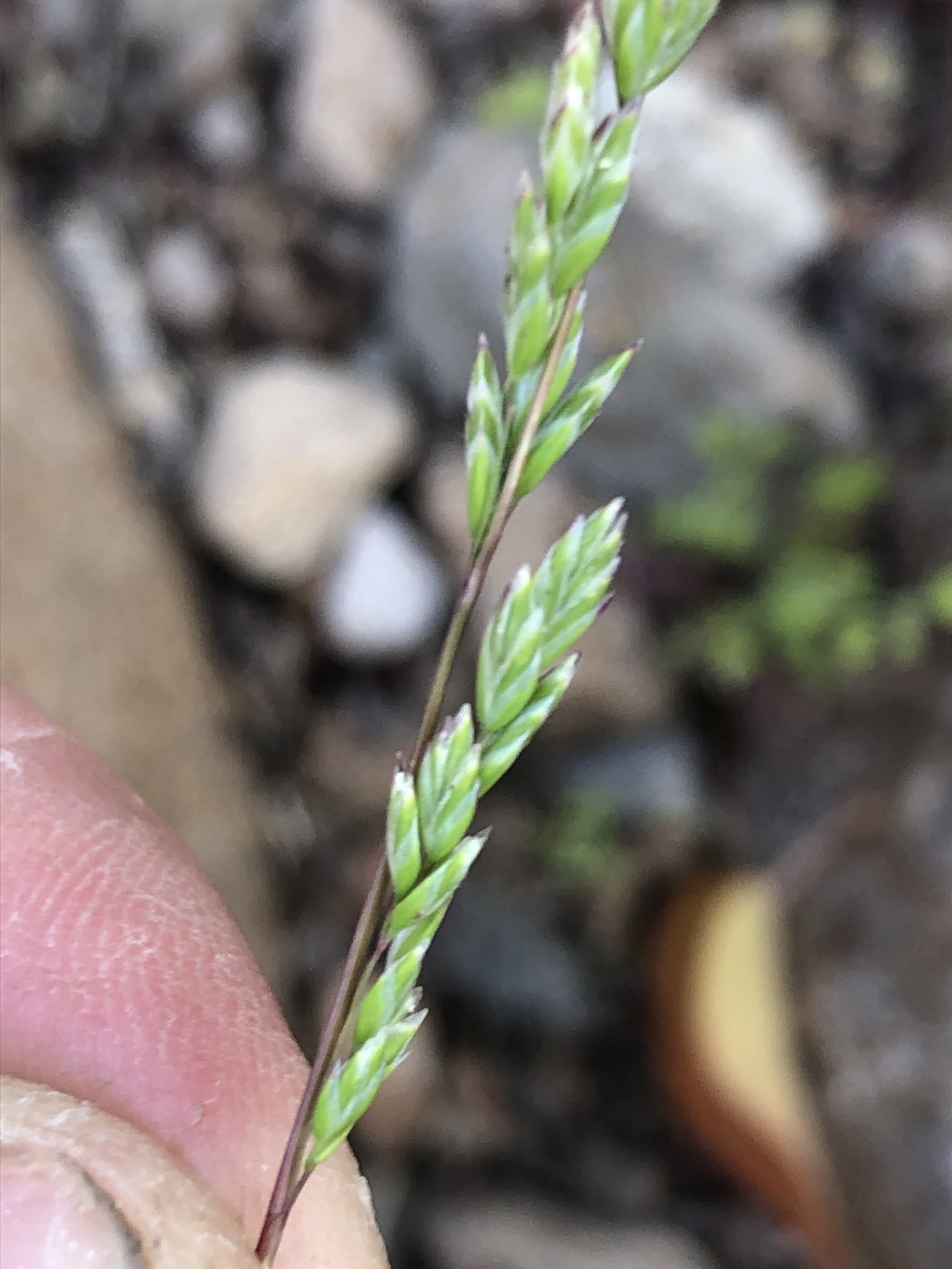 Poa bigelovii