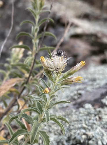 Lemmon's Brickellbush (Brickellia lemmonii)