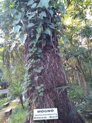Swietenia macrophylla