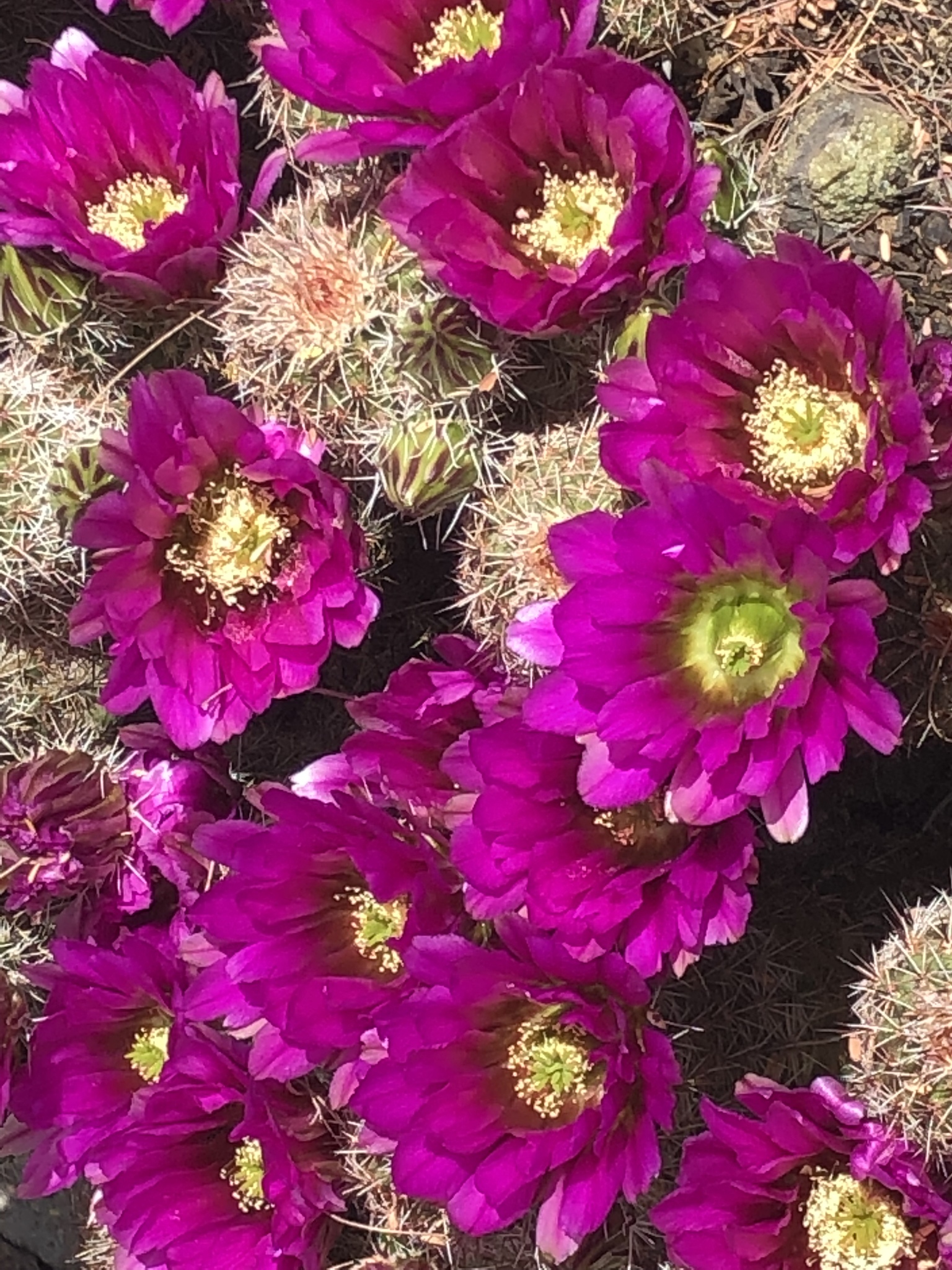 Subspecies Echinocereus bonkerae bonkerae  iNaturalist