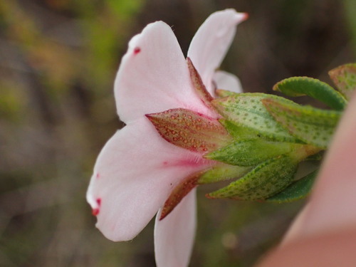 Image of Adenandra acuta by (c) Ren Hoekstra, some rights reserved (CC BY)