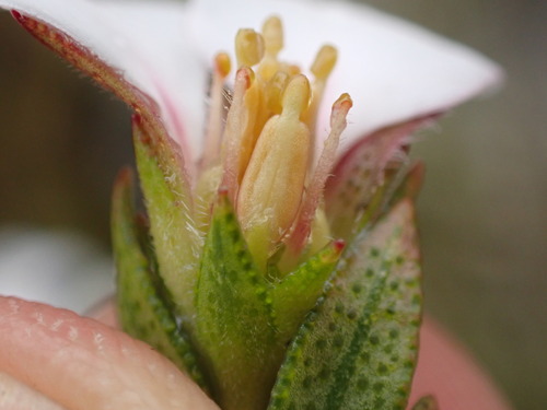 Image of Adenandra acuta by (c) Ren Hoekstra, some rights reserved (CC BY)