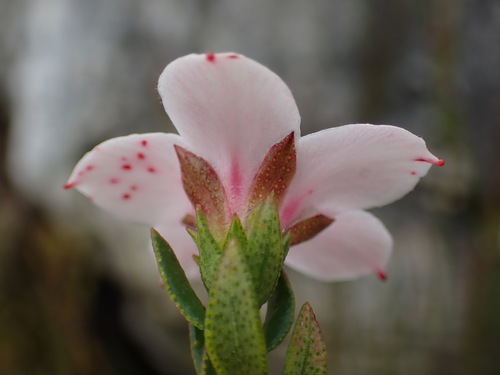 Image of Adenandra acuta by (c) Ren Hoekstra, some rights reserved (CC BY)