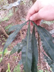 Pseudopanax crassifolius × lessonii