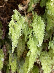 Hymenophyllum flabellatum image