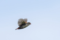 Locust Finch photo 2