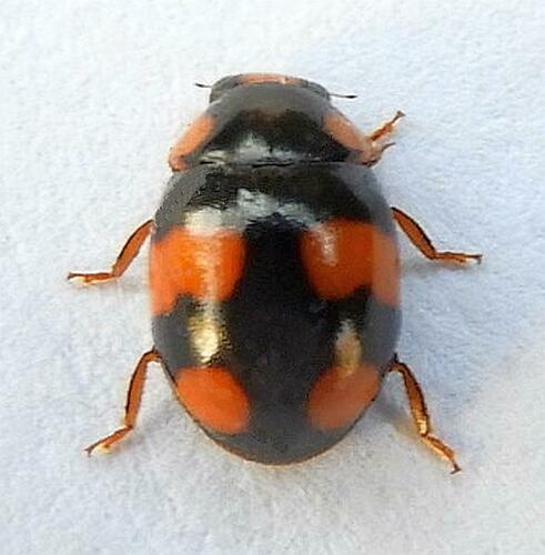 Brachiacantha dentipes photo 4