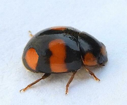 Brachiacantha dentipes photo 3